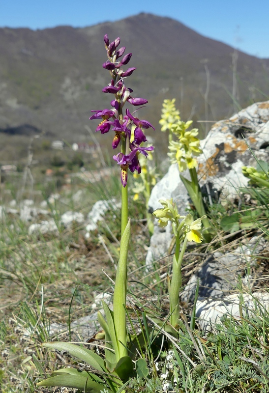 Marsica 2022, Monte Girifalco e Monte Arunzo  Le orchidee e la storia.